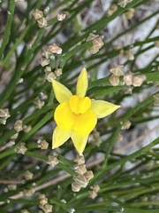 Jacksonia stackhousei