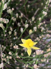 Jacksonia stackhousei