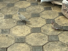 Streptopelia senegalensis