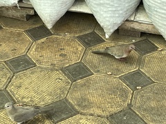 Streptopelia senegalensis