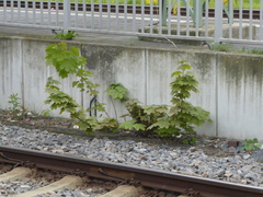Acer pseudoplatanus