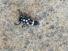 Cheilomenes lunata