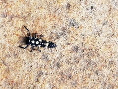 Cheilomenes lunata
