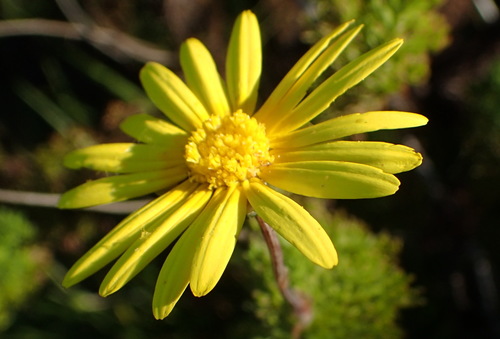 Image of Ursinia anethoides by (c) Nicola van Berkel, some rights reserved (CC BY-SA)
