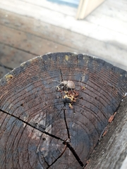 Otiorhynchus armadillo