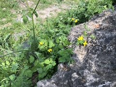 Chelidonium majus