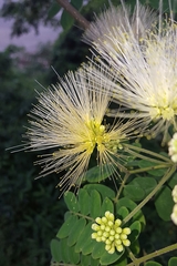 Albizia kalkora