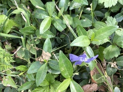 Vinca minor