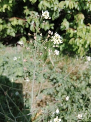 Capsella bursa-pastoris