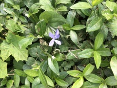 Vinca minor