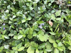 Vinca minor