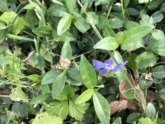 Vinca minor