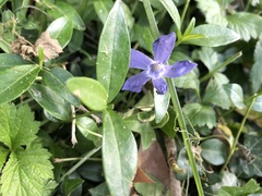 Vinca minor