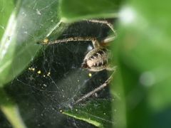 Agelena labyrinthica
