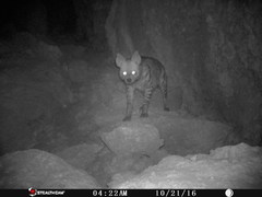 Hyaena hyaena