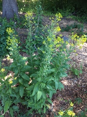 Sisymbrium strictissimum