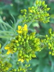 Sisymbrium strictissimum