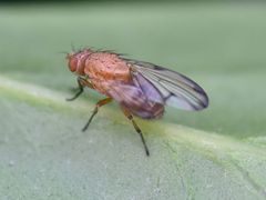 Minettia inusta