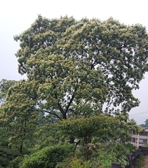 Albizia kalkora