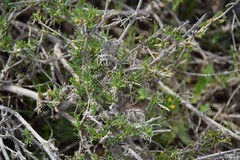 Gypsophila struthium