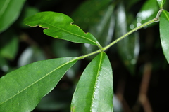 Bouchardatia neurococca