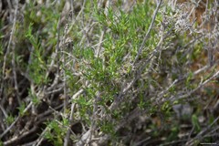 Gypsophila struthium