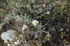 Helianthemum asperum
