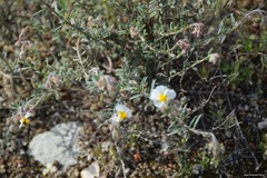 Helianthemum asperum