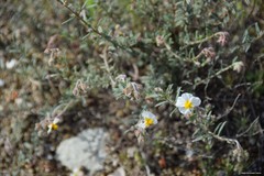 Helianthemum asperum