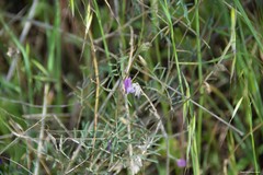 Vicia peregrina