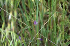 Vicia peregrina