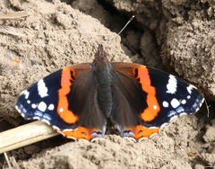 Vanessa atalanta