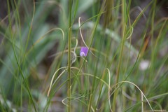 Vicia peregrina