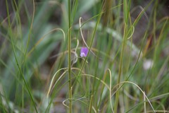 Vicia peregrina