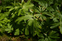 Urocystis eranthidis