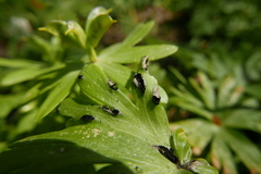 Urocystis eranthidis