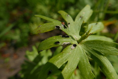 Urocystis eranthidis
