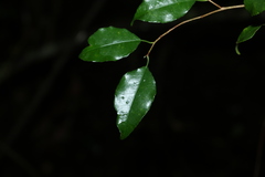 Excoecaria dallachyana