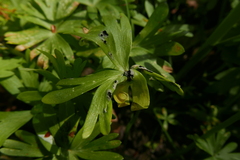 Urocystis eranthidis