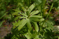 Urocystis eranthidis