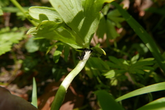 Urocystis eranthidis