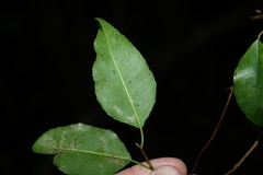 Excoecaria dallachyana