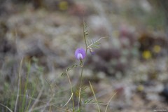 Vicia peregrina