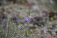 Vicia peregrina