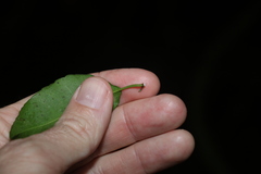 Excoecaria dallachyana