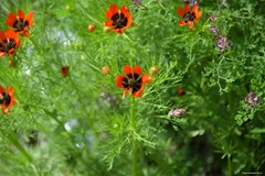 Adonis annua