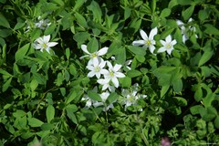 Ornithogalum baeticum