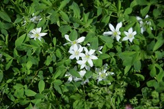 Ornithogalum baeticum