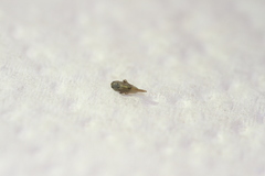 Laodelphax striatella