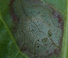 Peronospora rumicis
